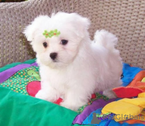 Photo №1. maltese dog - for sale in the city of Huddersfield | 413$ | Announcement № 107008