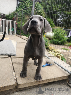 Photo №1. great dane - for sale in the city of Gotland | 2065$ | Announcement № 168380