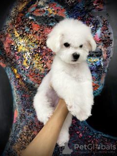 Photo №2 to announcement № 76769 for the sale of bichon frise - buy in Serbia breeder