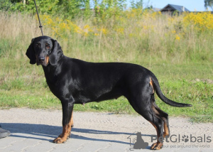 Photo №2 to announcement № 14025 for the sale of polish hunting dog - buy in Poland breeder
