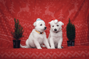 Photo №1. berger blanc suisse - for sale in the city of Voronezh | 318$ | Announcement № 4402