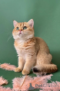 Photo №1. british shorthair - for sale in the city of Lincoln District | negotiated | Announcement № 173848