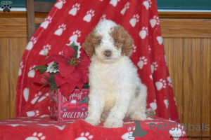 Photo №2 to announcement № 63524 for the sale of poodle (toy) - buy in United States 