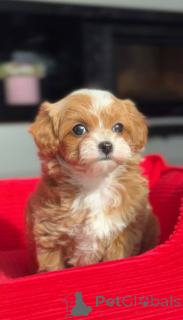 Photo №3. Mini Maltese-Poodle Girl. Germany