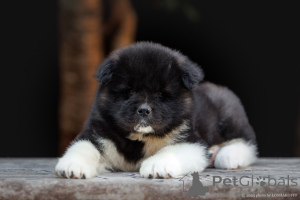 Photo №4. I will sell american akita in the city of Moscow river. from nursery, breeder - price - negotiated