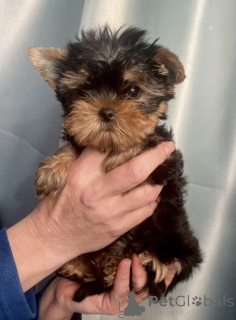 Photo №2 to announcement № 142481 for the sale of yorkshire terrier - buy in Russian Federation from nursery, breeder