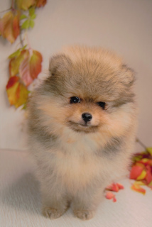 Photo №1. pomeranian - for sale in the city of Taganrog | negotiated | Announcement № 3701