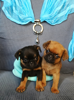 Photo №3. Petit Brabançon puppies buy in Moscow. Russian Federation