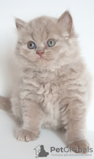 Additional photos: British longhair cat lilac babyboy - Father is World Champion