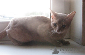 Photo №2 to announcement № 50876 for the sale of abyssinian cat - buy in Belarus from nursery