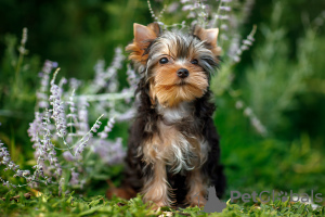 Photo №2 to announcement № 58416 for the sale of yorkshire terrier - buy in Russian Federation from nursery