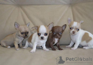 Photo №2 to announcement № 115400 for the sale of chihuahua - buy in United States breeder