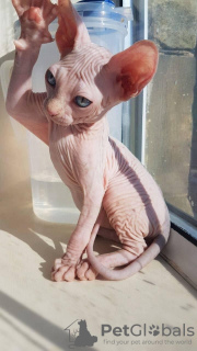 Photo №1. sphynx cat - for sale in the city of Munich | negotiated | Announcement № 56612