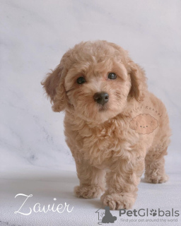 Photo №2 to announcement № 124476 for the sale of poodle (toy) - buy in United States breeder