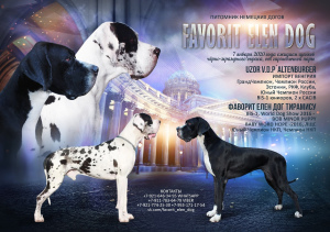 Photo №4. I will sell great dane in the city of St. Petersburg. from nursery - price - 971$