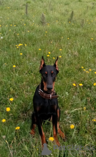 Additional photos: doberman puppy