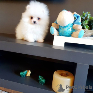 Photo №2 to announcement № 128820 for the sale of pomeranian - buy in Germany private announcement