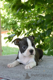 Additional photos: Boston terriers