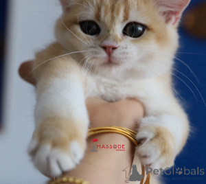Photo №3. BRITISHORTHAIR NY 12 MALE FULL PEDIGREE. Turkey