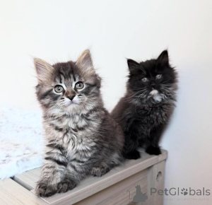 Photo №2 to announcement № 139089 for the sale of siberian cat - buy in Germany 