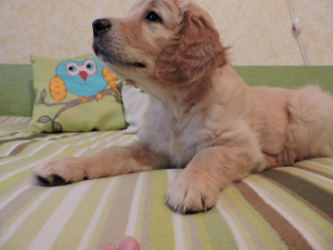 Photo №2 to announcement № 2960 for the sale of golden retriever - buy in Russian Federation breeder