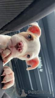 Photo №2 to announcement № 176774 for the sale of american pit bull terrier - buy in Belgium breeder