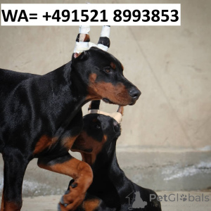 Photo №1. dobermann - for sale in the city of Gothenburg | 847$ | Announcement № 147976