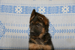 Photo №2 to announcement № 2012 for the sale of german shepherd - buy in Russian Federation private announcement, breeder