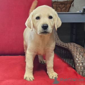 Photo №4. I will sell labrador retriever in the city of Berlin. private announcement - price - 619$