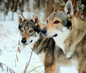 Additional photos: Czechoslovakian wolfdog puppies for sale