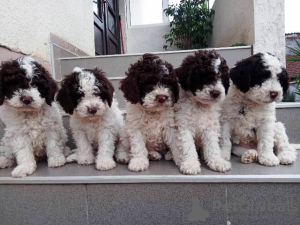 Photo №2 to announcement № 77404 for the sale of lagotto romagnolo - buy in Serbia 