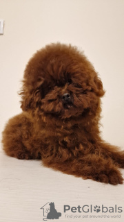 Photo №4. I will sell poodle (toy) in the city of Belgrade.  - price - negotiated