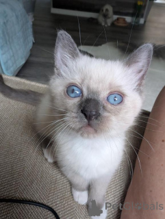 Photo №1. ragdoll - for sale in the city of Korschenbroich | 361$ | Announcement № 173641
