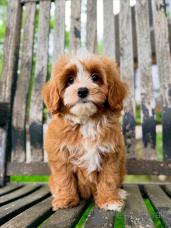 Photo №1. non-pedigree dogs - for sale in the city of Karlovy Vary | negotiated | Announcement № 169339