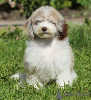 Photo №3. Poodle chocolate merle. Russian Federation