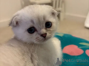 Photo №1. scottish fold - for sale in the city of Bielefeld | 599$ | Announcement № 175704