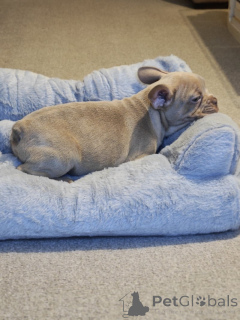 Photo №3. REDUCED Adorable Frenchie Puppies looking for their forever homeS! . United States