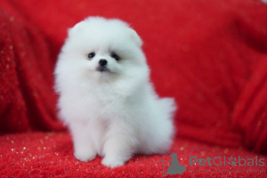 Photo №1. pomeranian - for sale in the city of Шарлоттенбург | negotiated | Announcement № 19472