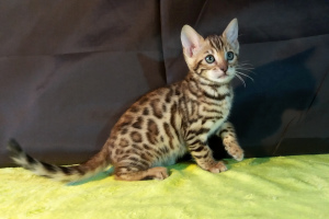 Photo №1. bengal cat - for sale in the city of Minsk | 800$ | Announcement № 1566