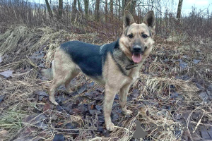 Photo №3. Wonderful dog Alma as a gift. Belarus