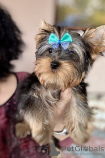 Photo №4. I will sell yorkshire terrier in the city of Гамбург. private announcement - price - negotiated