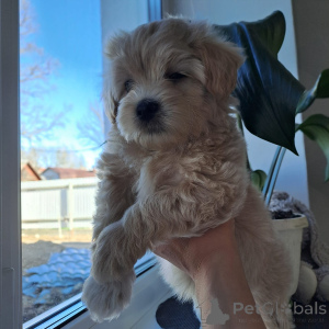 Photo №4. I will sell maltipu in the city of Mogilyov. breeder - price - 735$