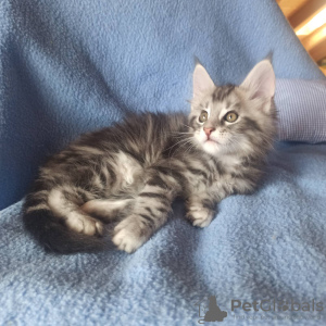 Photo №4. I will sell maine coon in the city of Дитрамсцелль. from nursery - price - 800$