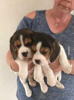 Photo №3. Beagle Puppies... Finland