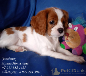 Photo №2 to announcement № 11578 for the sale of cavalier king charles spaniel - buy in Russian Federation breeder