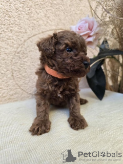 Additional photos: TOY Red Poodles - Puppies for sale