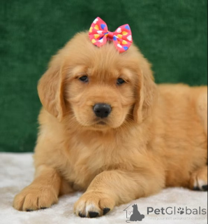 Photo №3. Golden Retriever-puppy's te koop. Belgium