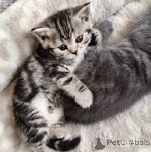 Photo №2 to announcement № 164242 for the sale of european shorthair - buy in Belgium private announcement, breeder