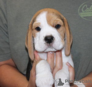 Photo №2 to announcement № 124732 for the sale of beagle - buy in Germany private announcement