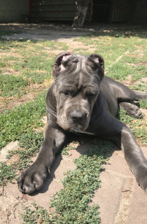 Photo №2 to announcement № 3055 for the sale of cane corso - buy in Ukraine breeder